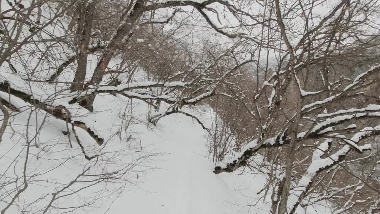 在佐治亚州Birtvisi森林里行走的人的观点。徒步旅行和高加索地区的极限徒步旅行