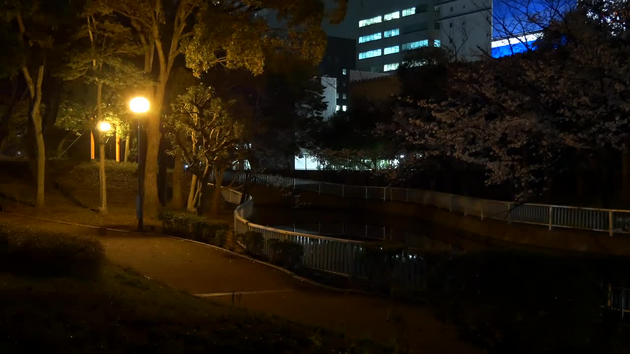 日本2021年春天的樱花夜景