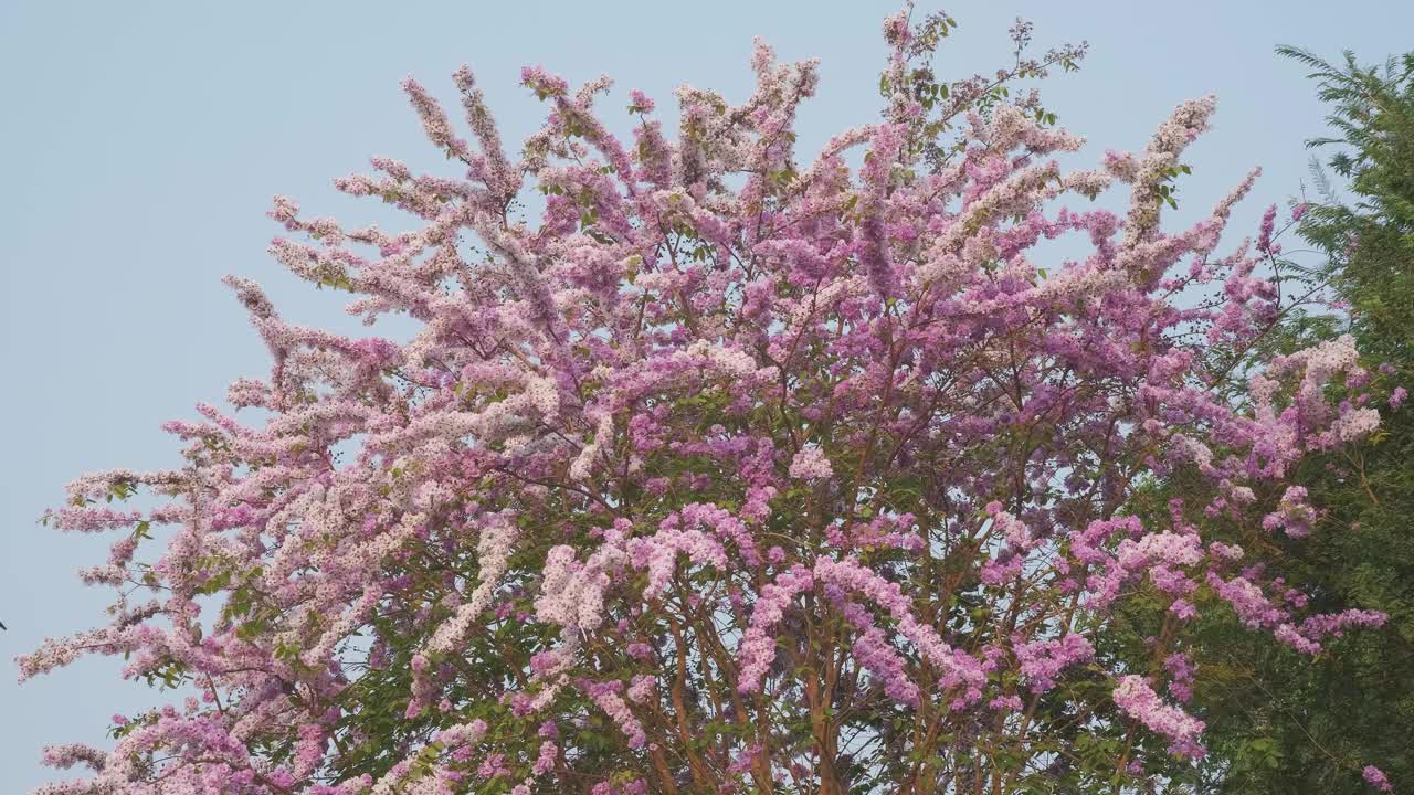 美丽的粉红色花枝、白色花枝、粉红色花枝、紫色花枝随风盛开