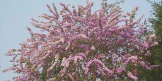 美丽的粉红色花枝、白色花枝、粉红色花枝、紫色花枝随风盛开