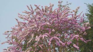 美丽的粉红色花枝、白色花枝、粉红色花枝、紫色花枝随风盛开视频素材模板下载