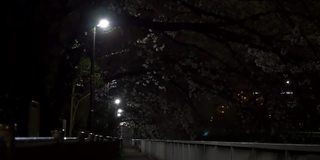 日本2021年春天的樱花夜景