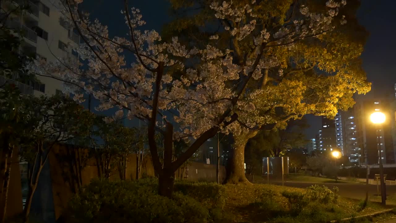 日本2021年春天的樱花夜景