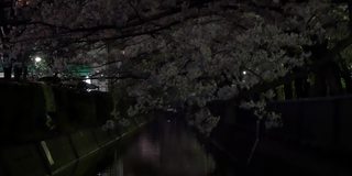 日本2021年春天的樱花夜景