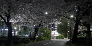 日本2021年春天的樱花夜景