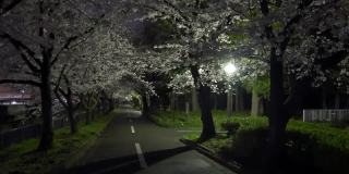 日本2021年春天的樱花夜景