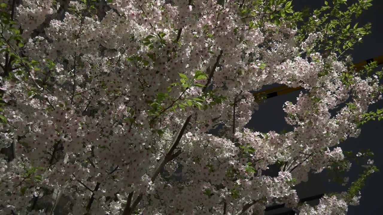 日本2021年春天的樱花夜景