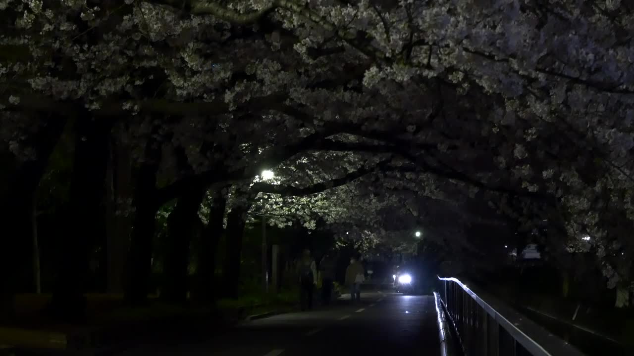 日本2021年春天的樱花夜景