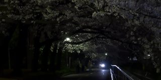 日本2021年春天的樱花夜景