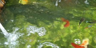 翡翠池有美丽的鱼儿游来游去，给人一种自然清新的感觉。