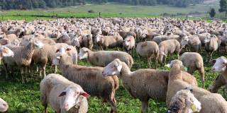 一群白色的绵羊在绿色的风景中吃草。