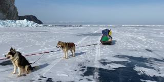 冬季队带着狗在结冰的贝加尔湖上。美丽的冬季风景