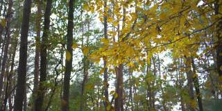 风吹着稀薄的树梢，明亮的秋叶飘落