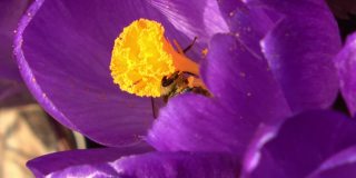 春天，一只蜜蜂在一朵紫色的藏红花上飞翔。