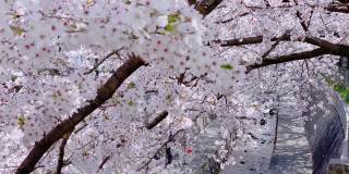 小溪边一排排盛开的樱花树随风摇曳，花瓣飘落飘零。这是日本春天的典型景象。
