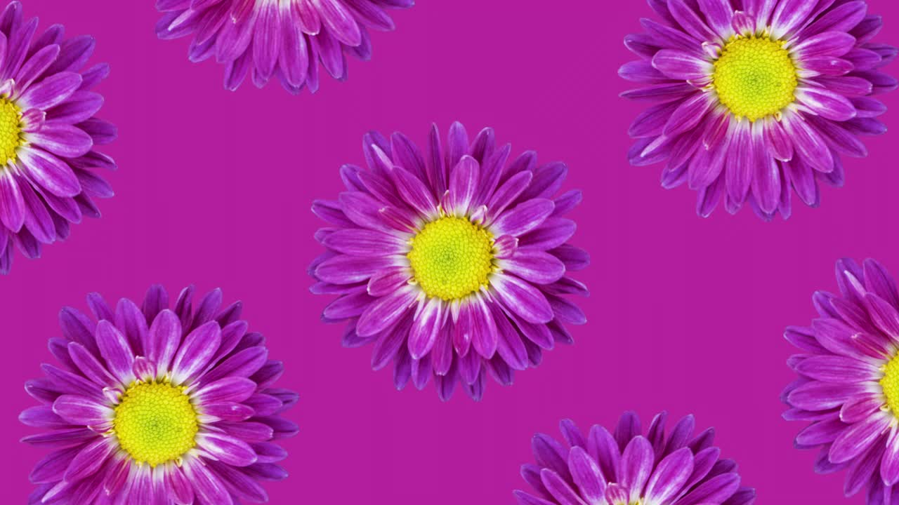 紫色菊花动画图案上的紫色背景。简单的花卉无缝循环概念动画