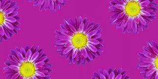 紫色菊花动画图案上的紫色背景。简单的花卉无缝循环概念动画