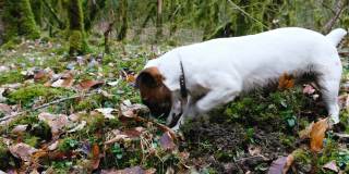 一只小狗杰克罗素梗积极地在森林里挖地，4k