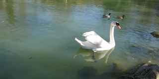 洁白美丽的天鹅在河堤附近的水面上游动，婀娜多姿，景色自然