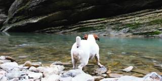 一只小狗杰克罗素梗不想下水，小狗站在河边的森林里，4k
