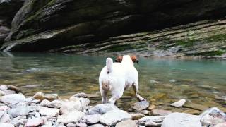 一只小狗杰克罗素梗不想下水，小狗站在河边的森林里，4k视频素材模板下载