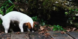 森林里有趣的小狗杰克罗素梗，4千块
