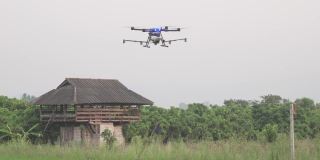 农业无人机在稻田中飞行和喷洒液体肥料或除草剂