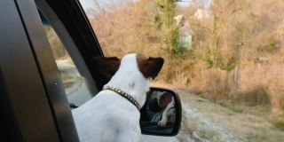 一只小狗杰克罗素梗坐在车里把头伸出窗外，狗狗透过开着的窗户看，4k