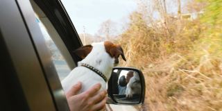 一只小杰克罗素梗在车里把头伸出窗外，一个男人手里拿着一只狗，4k