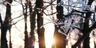 女子手拿着拳击手套从容地击打着满是雪的树枝，夕阳下的雪花从树上飘落，慢镜头