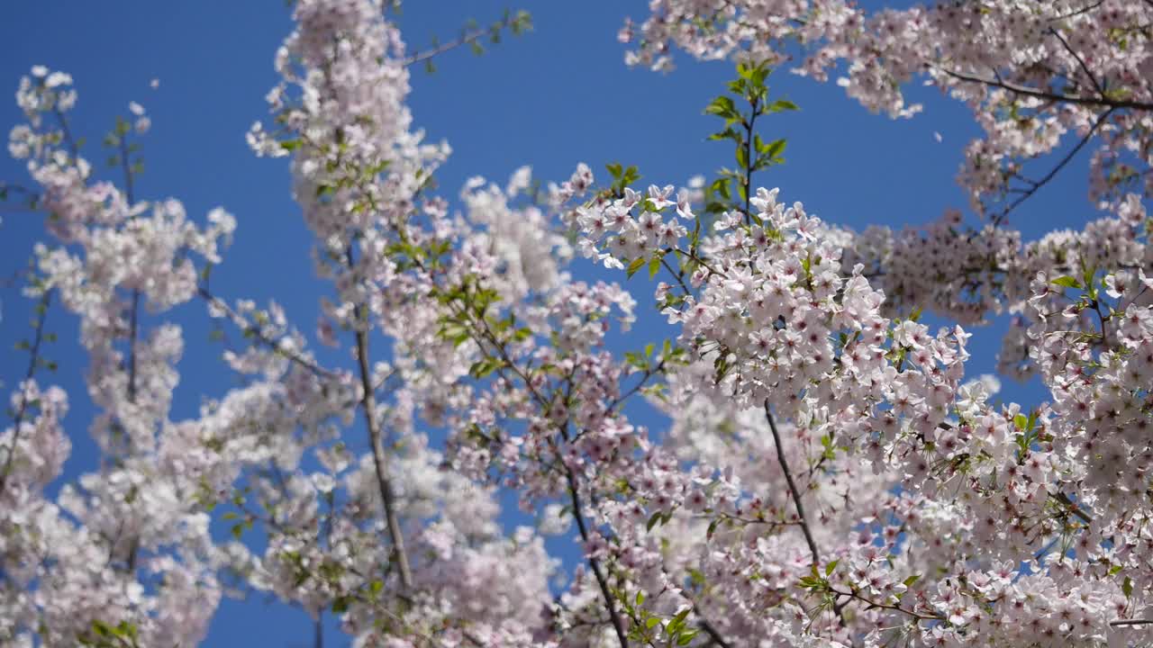 日本的樱花。春天盛开的花朵。一段花瓣随风飘落的视频。