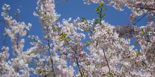 日本的樱花。春天盛开的花朵。一段花瓣随风飘落的视频。