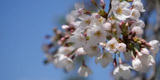 樱花(日本的樱花)。一段粉色花朵在春天迎风摇曳的视频。