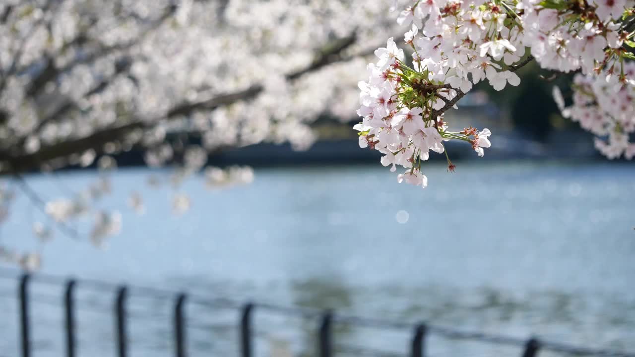 樱花(日本的樱花)。春天盛开的花朵。一条河的视频，鲜花和闪光。