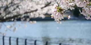 樱花(日本的樱花)。春天盛开的花朵。一条河的视频，鲜花和闪光。