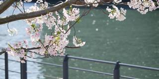 樱花(日本的樱花)。春天盛开的花朵。一条河的视频，鲜花和闪光。