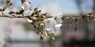 樱花(日本的樱花)。一段粉色花朵在春天迎风摇曳的视频。