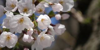 日本樱花的特写。一段粉色花朵在春天迎风摇曳的视频。