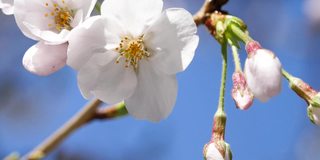 日本樱花的特写。一段粉色花朵在春天迎风摇曳的视频。