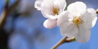 日本樱花的特写。一段粉色花朵在春天迎风摇曳的视频。