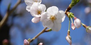 日本樱花的特写。一段粉色花朵在春天迎风摇曳的视频。