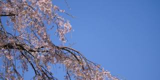 日本哭泣樱桃树。蓝天和樱花的视频。
