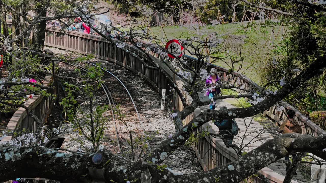 阿里山春光明媚