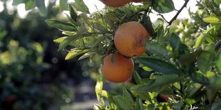农民的手从橘子树上采摘成熟的橘子果实。夕阳下地中海的农业果园