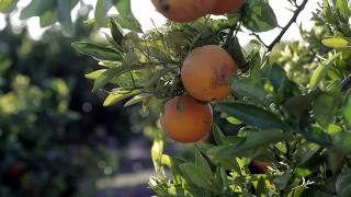 农民的手从橘子树上采摘成熟的橘子果实。夕阳下地中海的农业果园视频素材模板下载