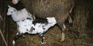 绵羊和两只小羊羔站在草堆的马厩里