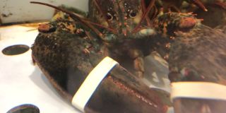 螯系龙虾，卖海产品