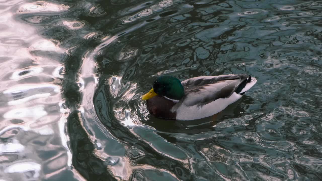 野生动物。德雷克的特写。公野鸭在池塘里用嘴清洁羽毛。他把头向后仰，在湖里用翅膀摩擦他的嘴，慢镜头，4k