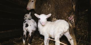 两只可爱的小羊羔和一只绵羊在马厩里玩耍，4k