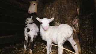 两只可爱的小羊羔和一只绵羊在马厩里玩耍，4k视频素材模板下载